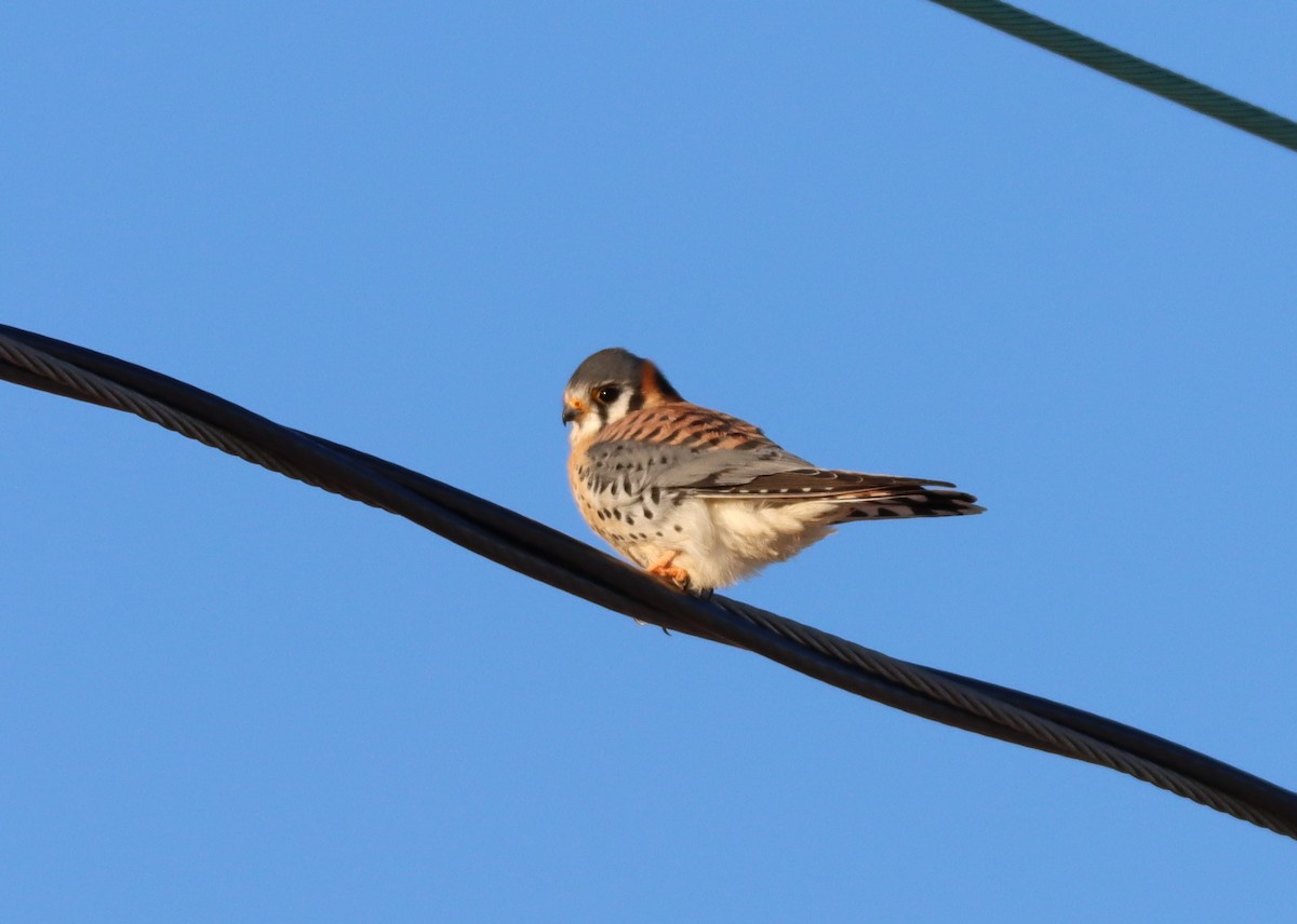 American Kestrel - ML646985567