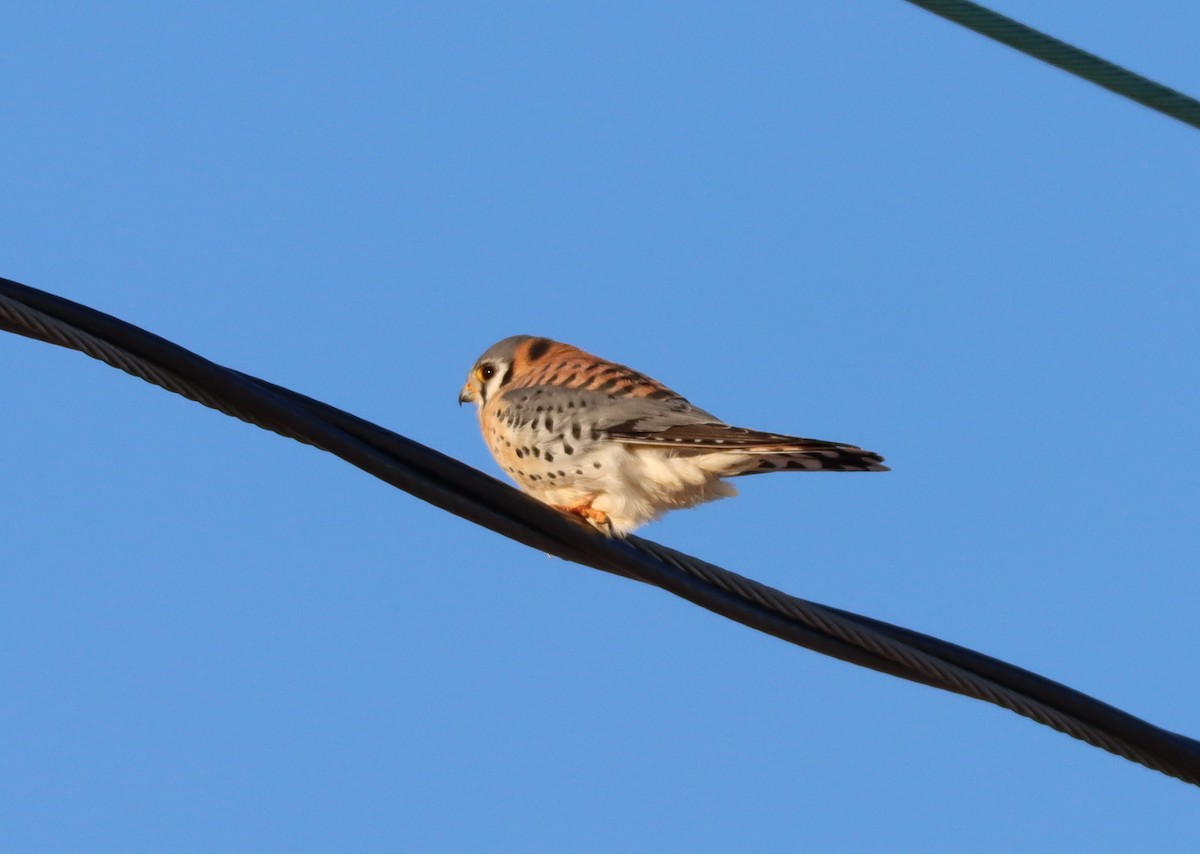 American Kestrel - ML646985573