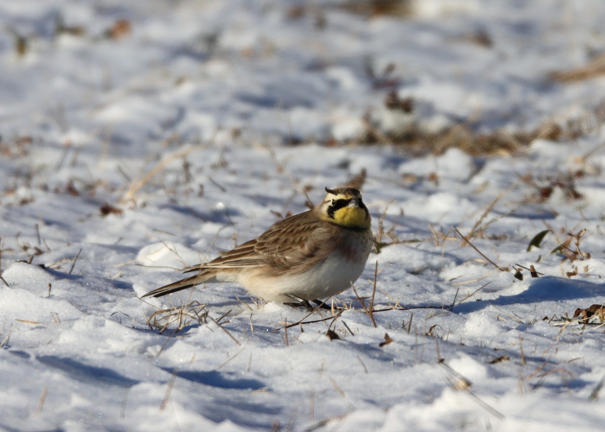 Horned Lark - ML646985578