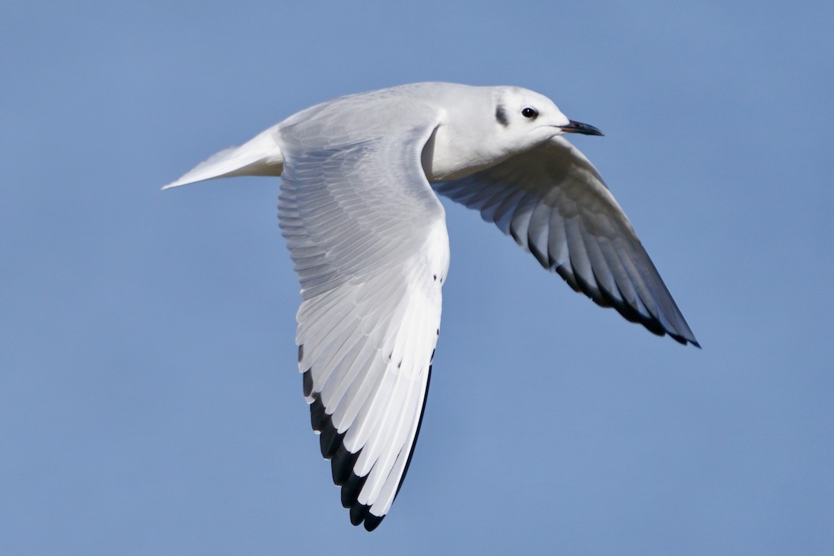 Bonaparte antxeta - ML646985580