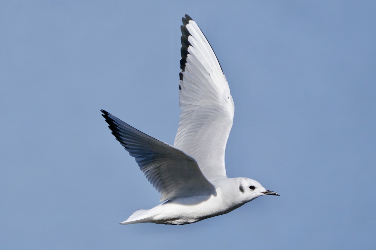 Bonaparte antxeta - ML646985581