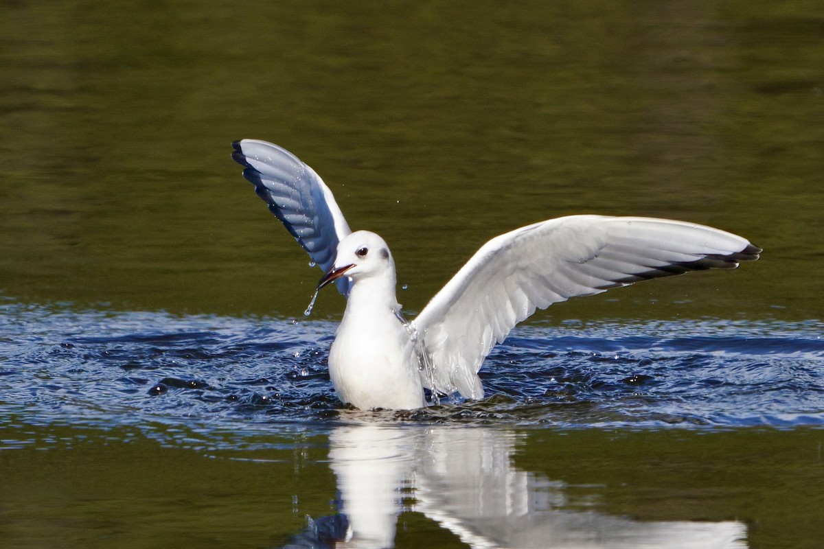 Bonaparte antxeta - ML646985582