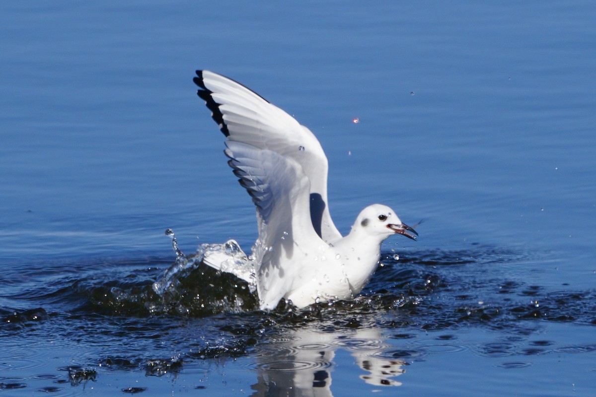 Bonaparte antxeta - ML646985583