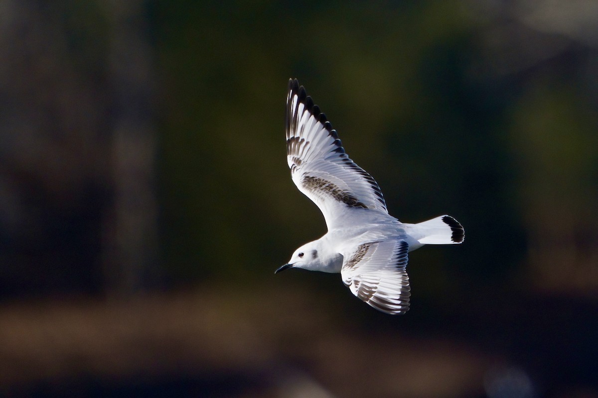 Bonaparte antxeta - ML646985584