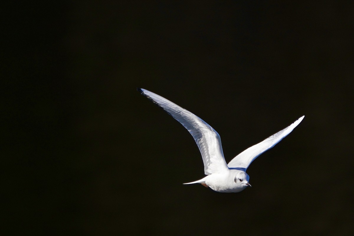 Bonaparte antxeta - ML646985585