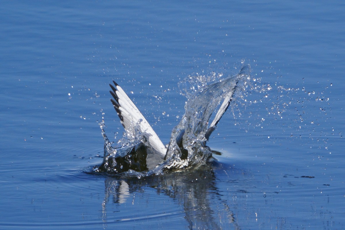 Bonaparte antxeta - ML646985586