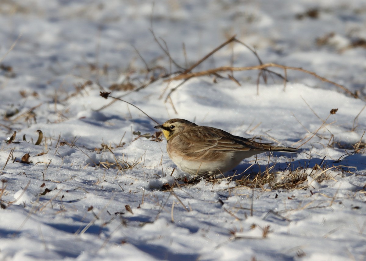 Horned Lark - ML646985588