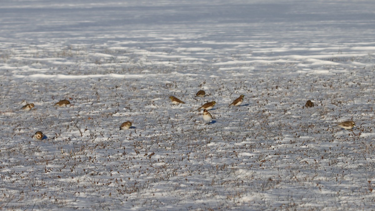 Horned Lark - ML646985591