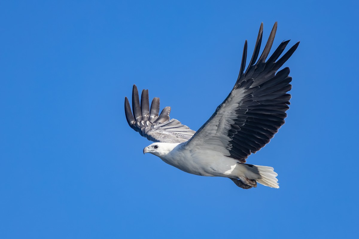 עיטם לבן-גחון - ML646985593