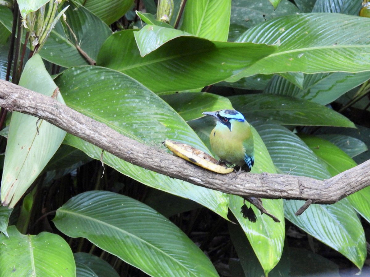 Diademmotmot - ML646985595