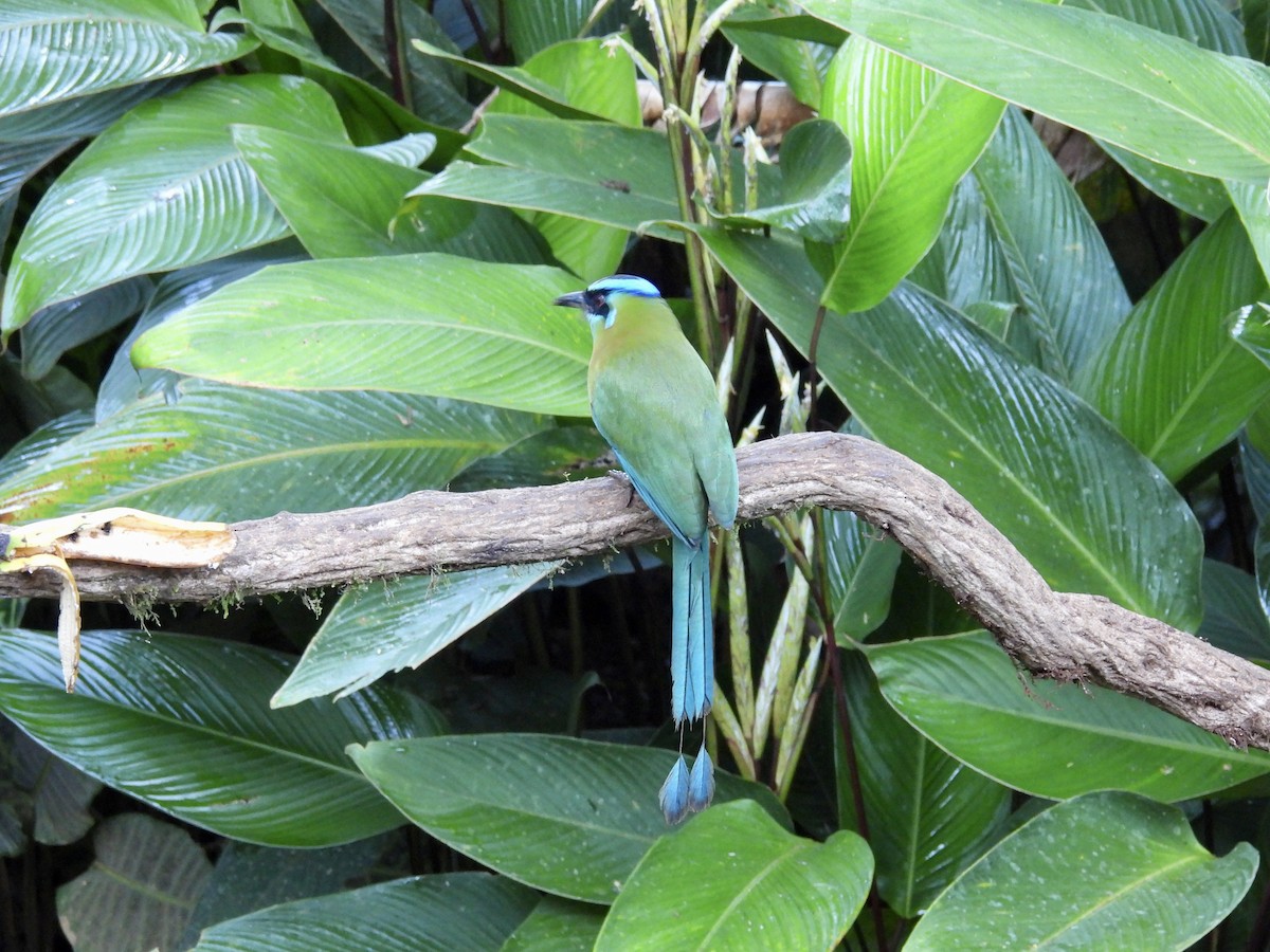 Diademmotmot - ML646985596