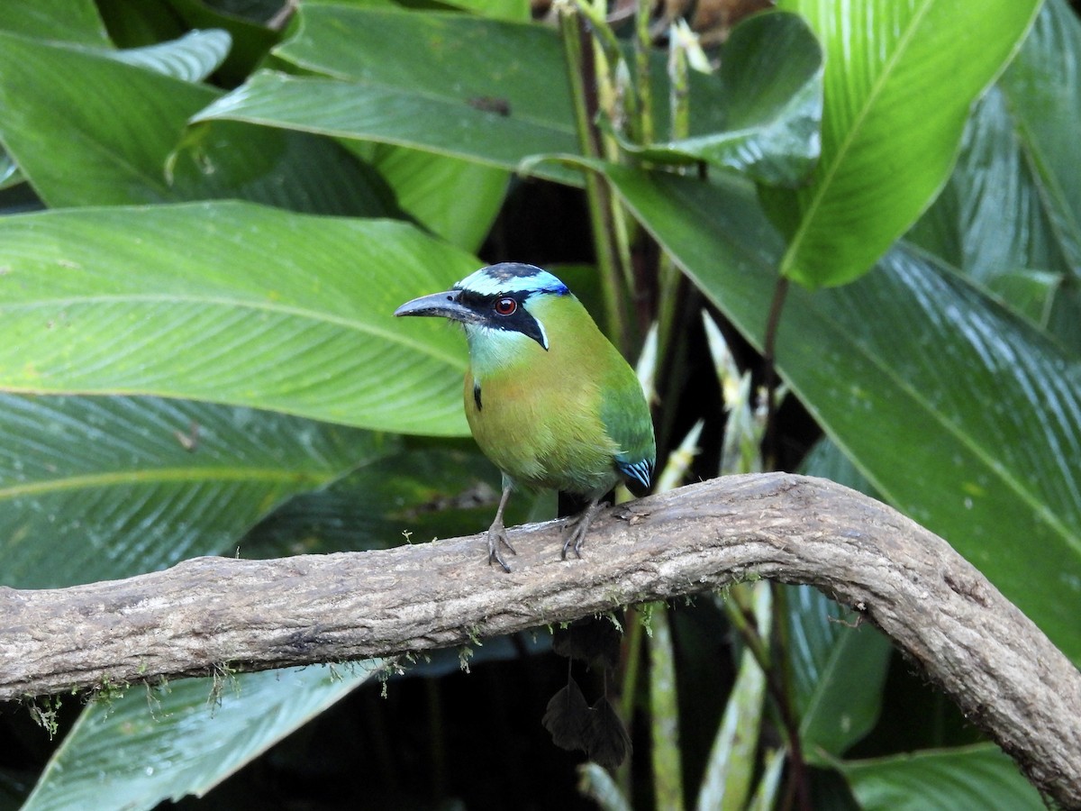 Diademmotmot - ML646985597