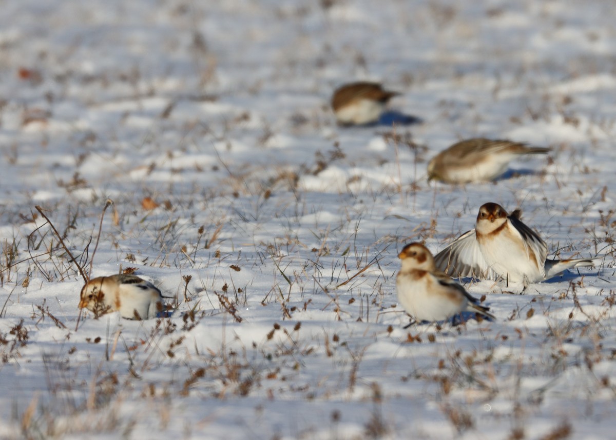 Snow Bunting - ML646985599