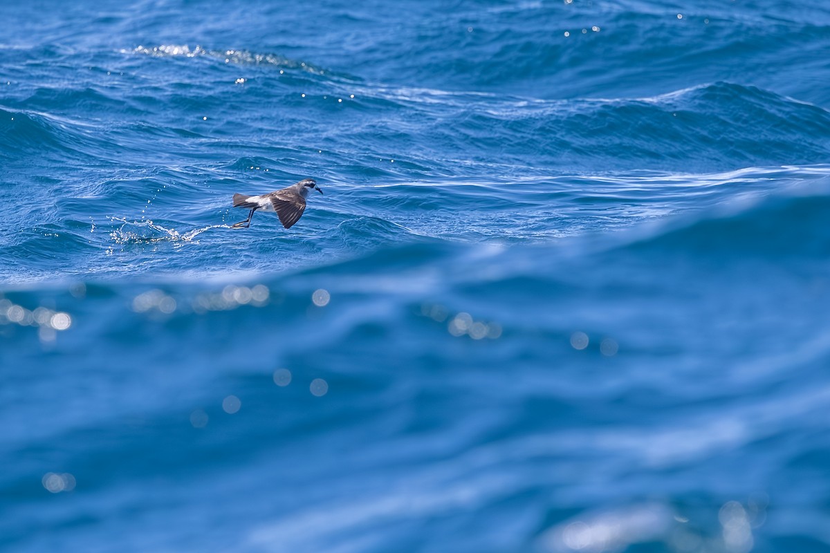 White-faced Storm-Petrel - ML646985602