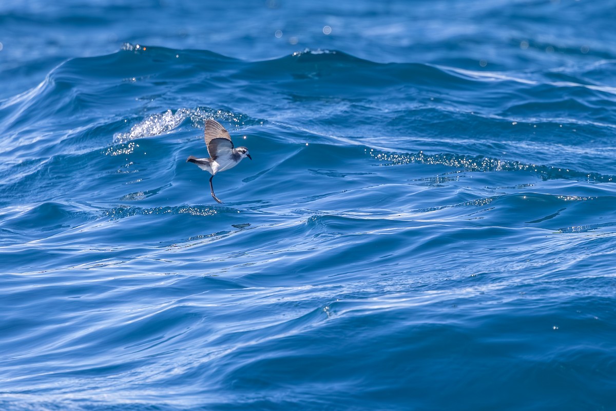 White-faced Storm-Petrel - ML646985603