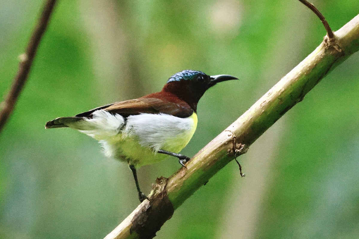 Purple-rumped Sunbird - ML646985606