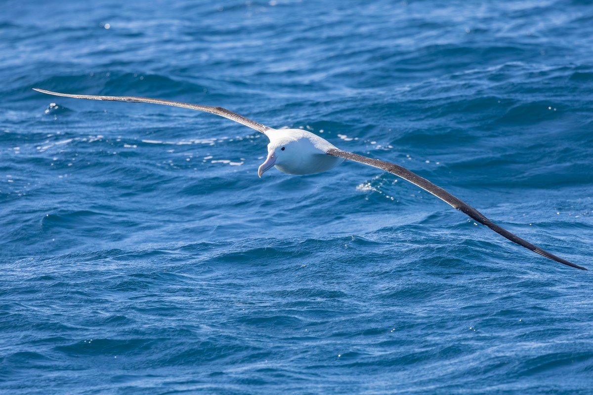 svartvingealbatross - ML646985608