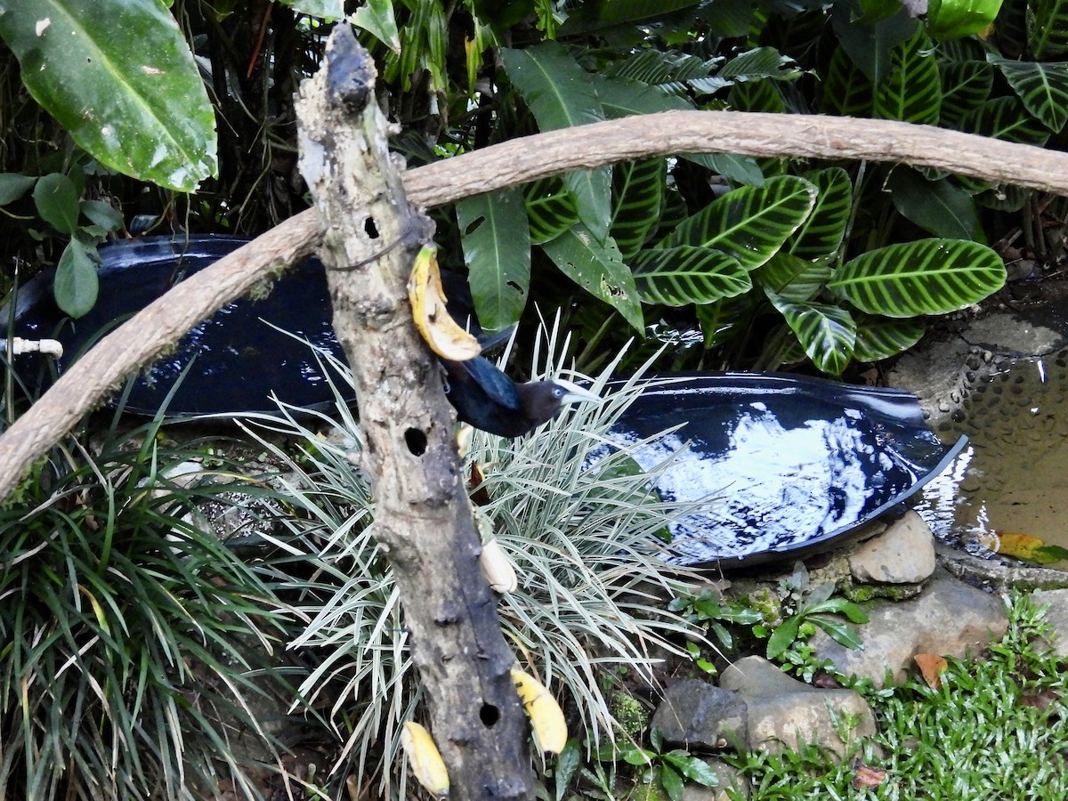 Chestnut-headed Oropendola - ML646985611