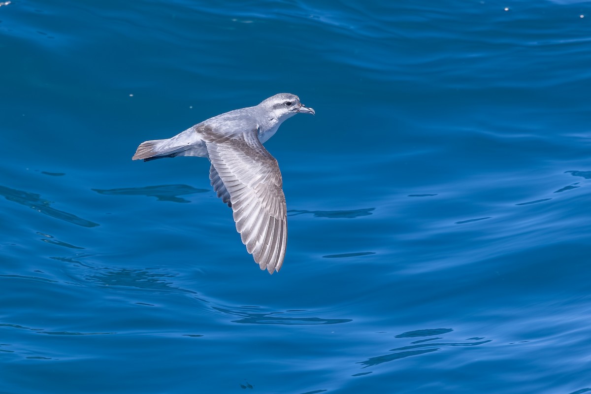 Fairy Prion - ML646985612