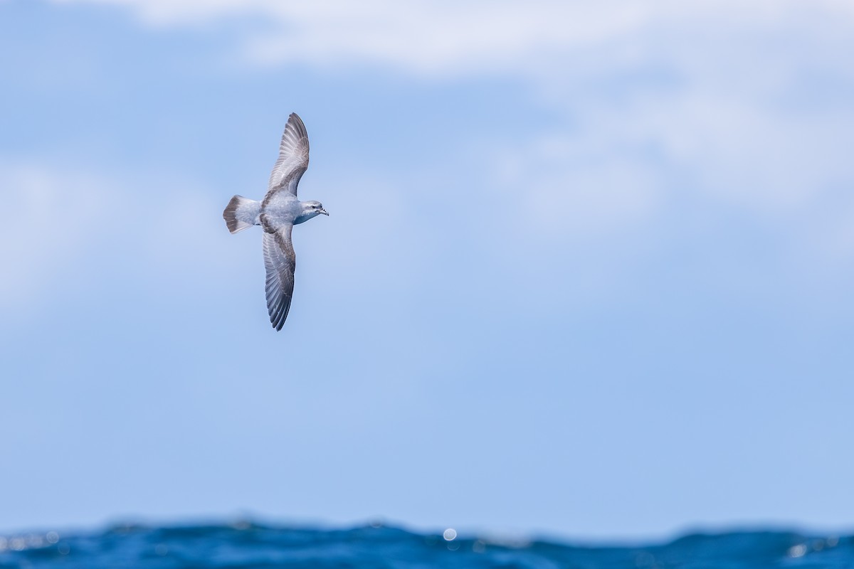 Fairy Prion - ML646985613