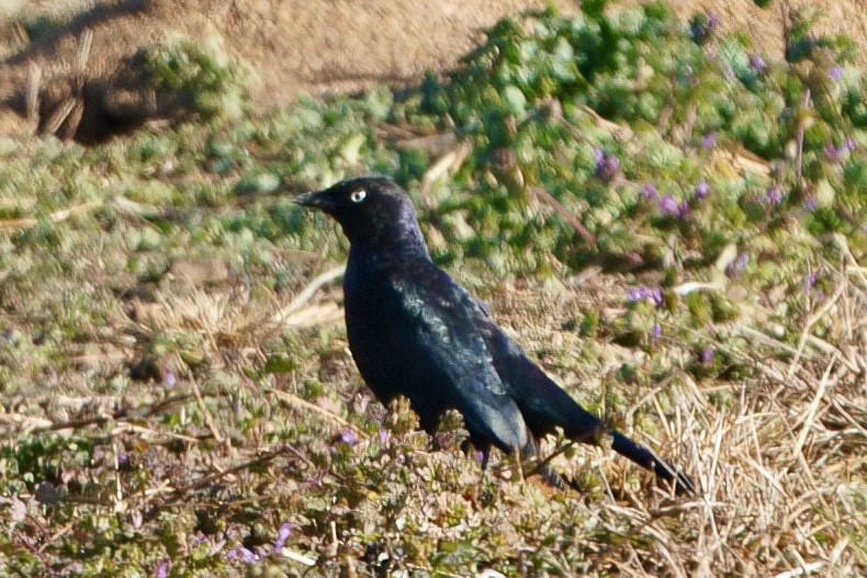 Brewer's Blackbird - ML646985615
