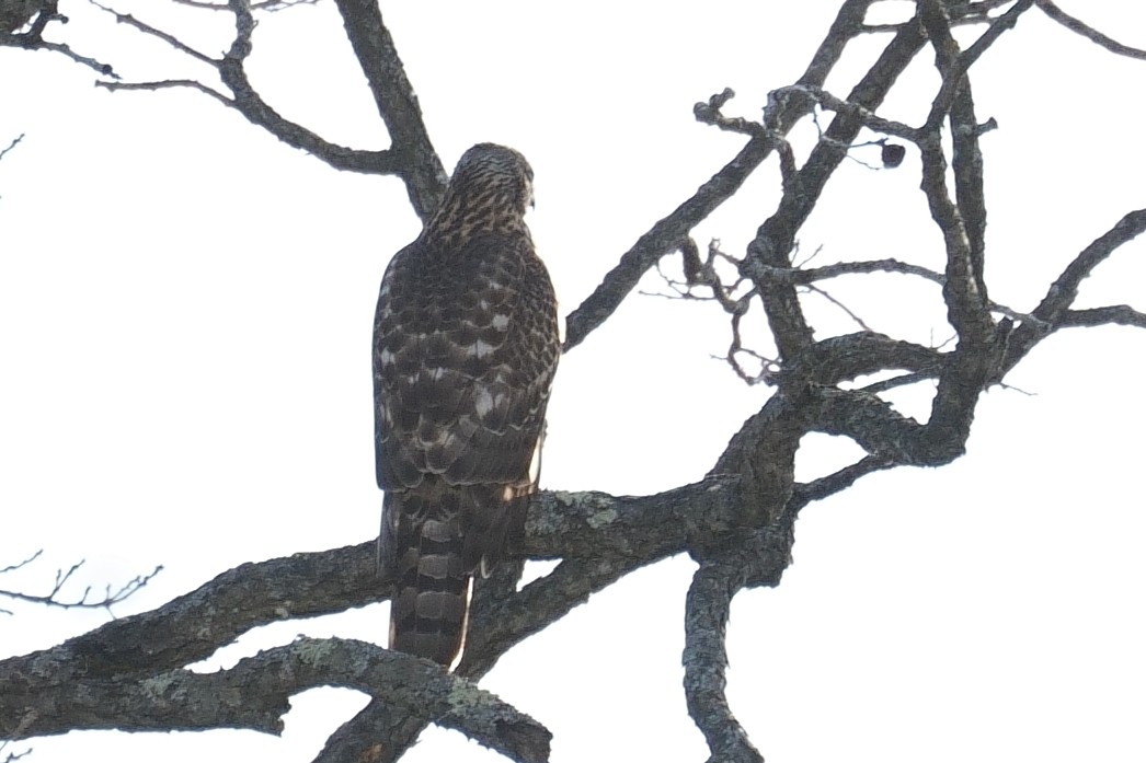 American Goshawk - ML646985616