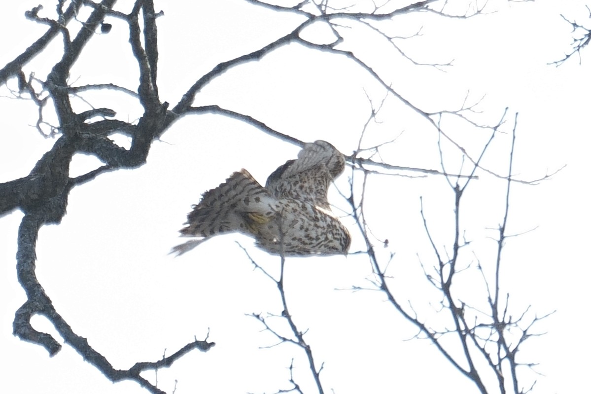 American Goshawk - ML646985617