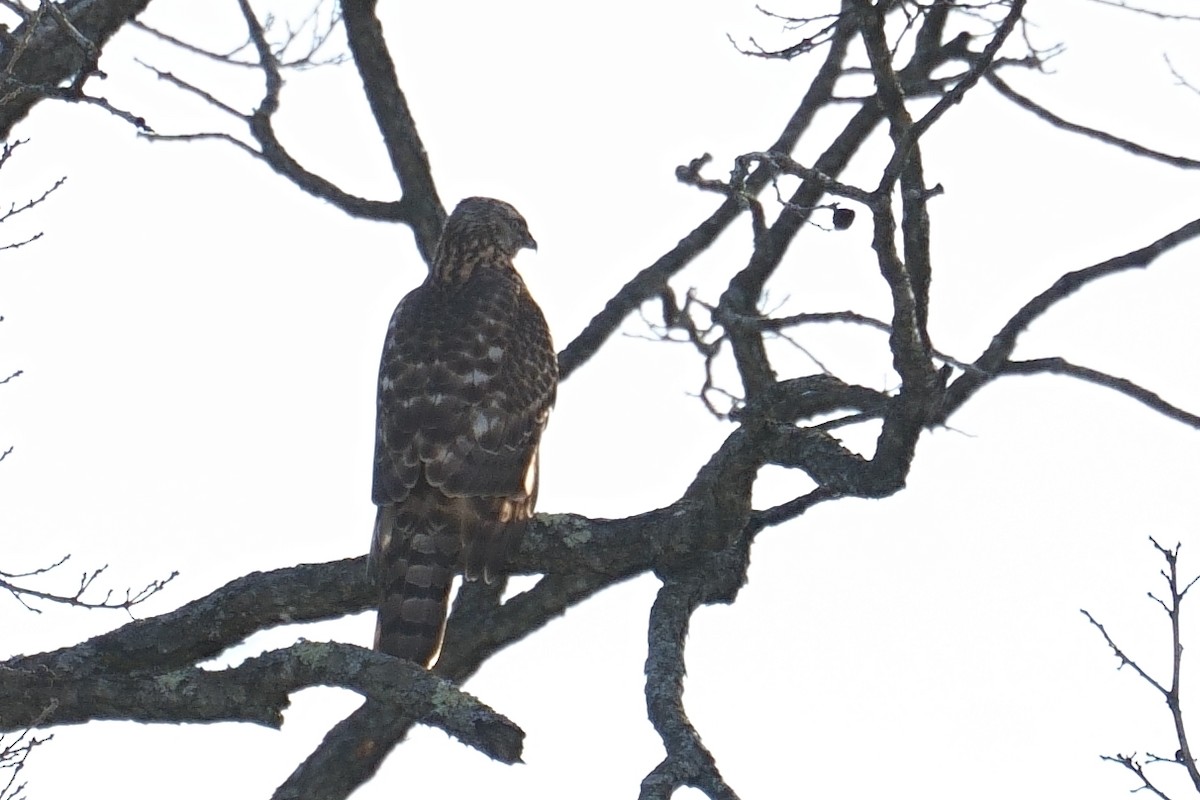 American Goshawk - ML646985618