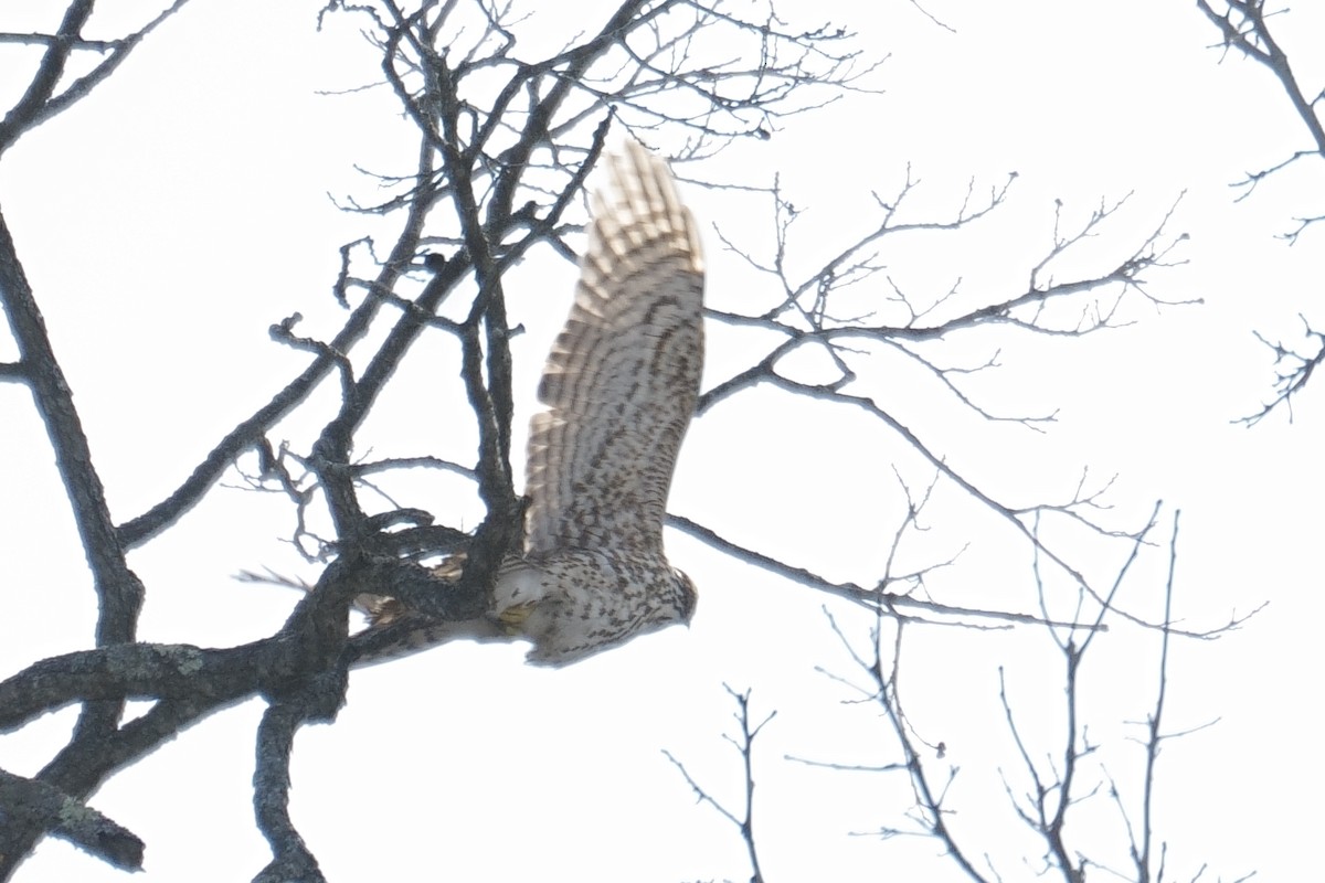 American Goshawk - ML646985619