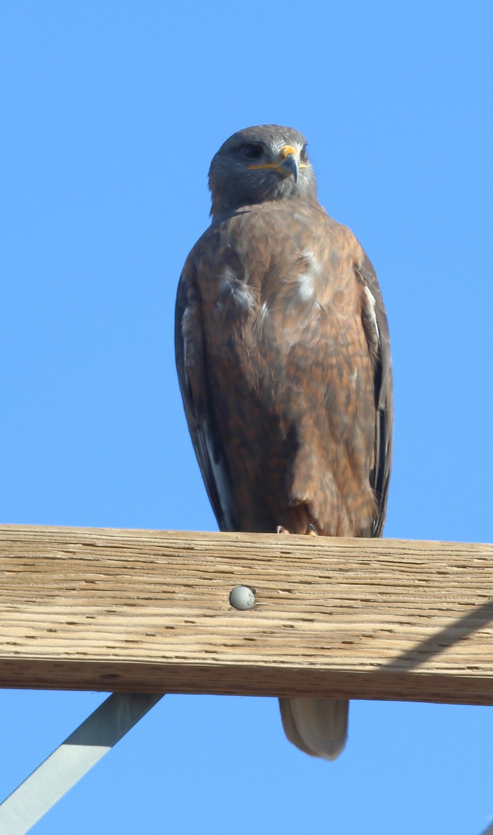 Ferruginous Hawk - ML646985620