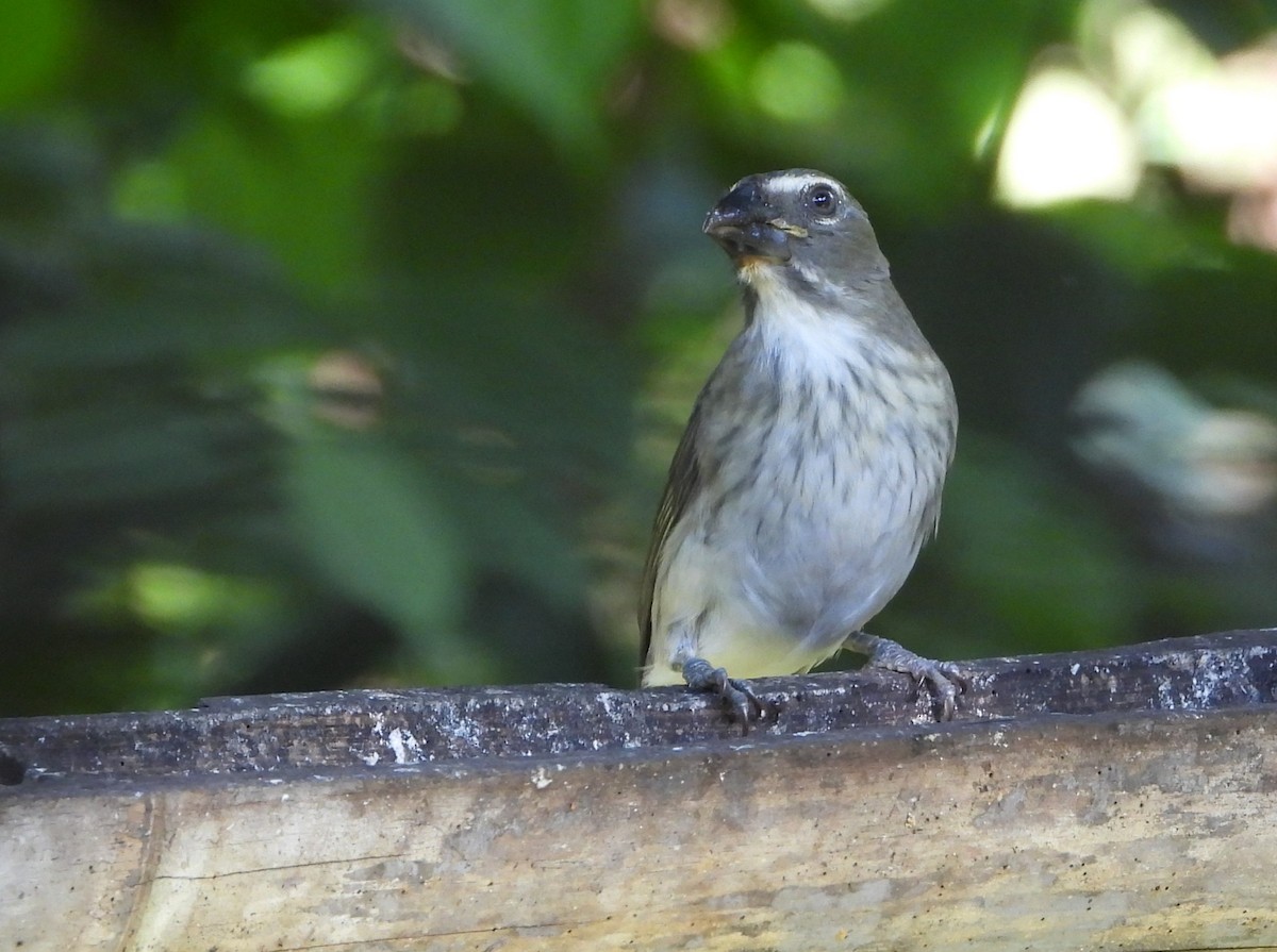 Streaked Saltator - ML646985621