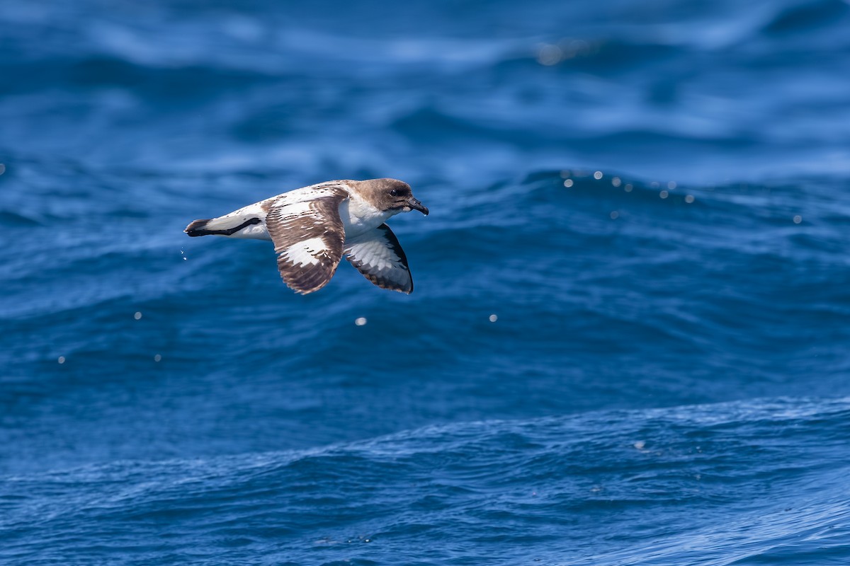 Pintado Petrel (Snares) - ML646985622