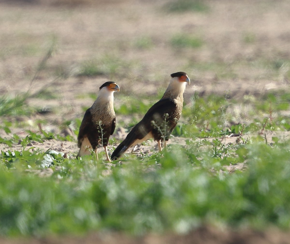 Crested Caracara (Northern) - ML646985623