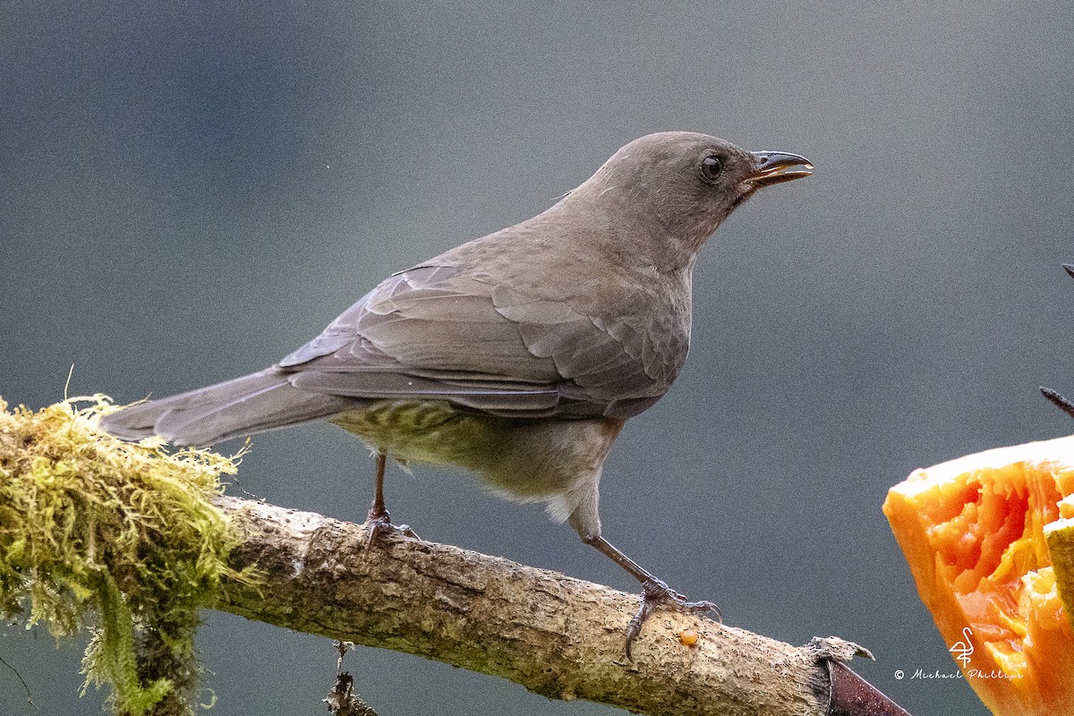 Mountain Thrush - ML646985624