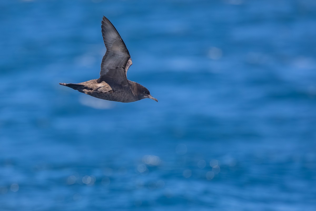 יסעור קצר-זנב - ML646985625