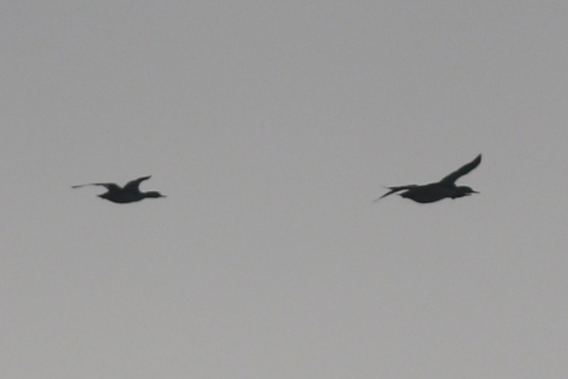 מרגון בינוני - ML646985627