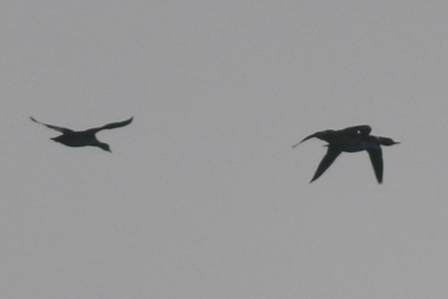 מרגון בינוני - ML646985628