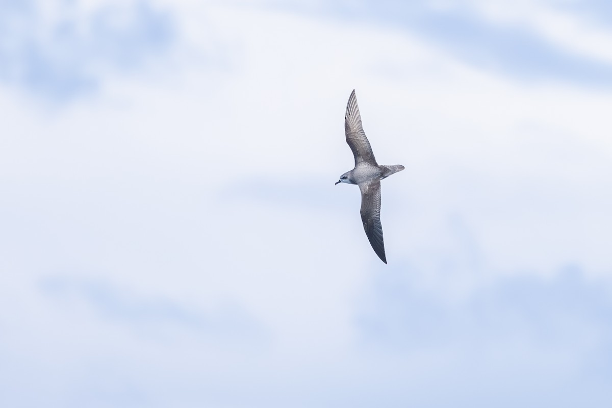 Cook's Petrel - ML646985629
