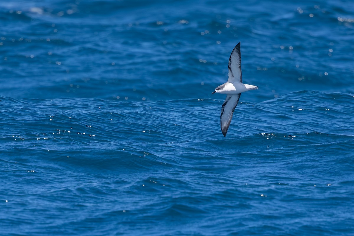 flaggermuspetrell - ML646985630