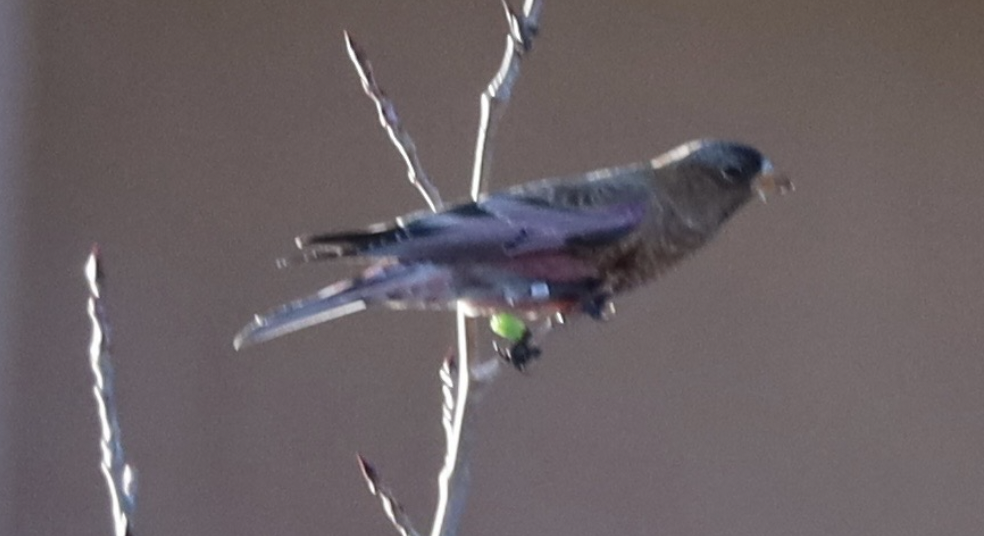 Gray-crowned Rosy-Finch - ML646985631