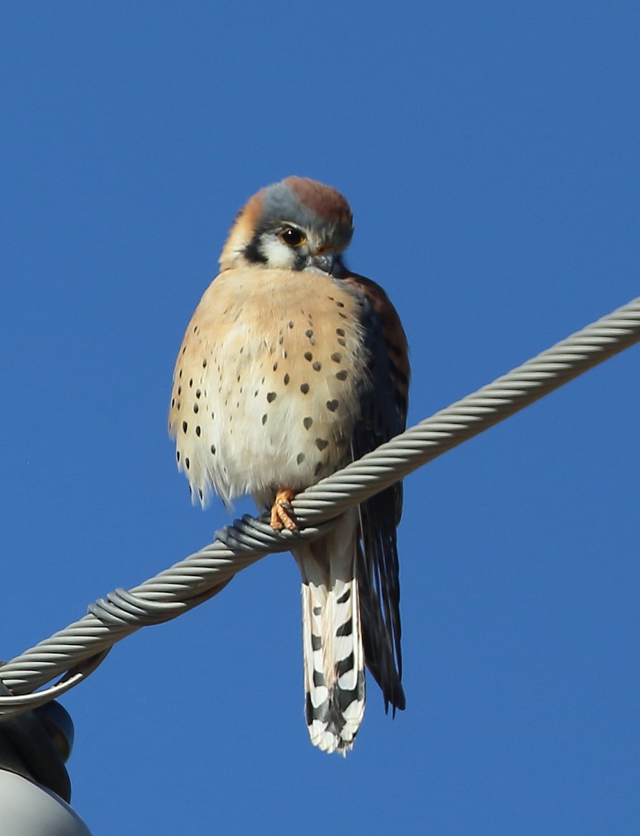 בז אמריקני - ML646985632