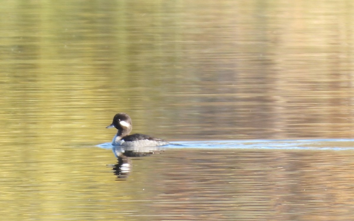 עבראש לבנוני - ML646985633