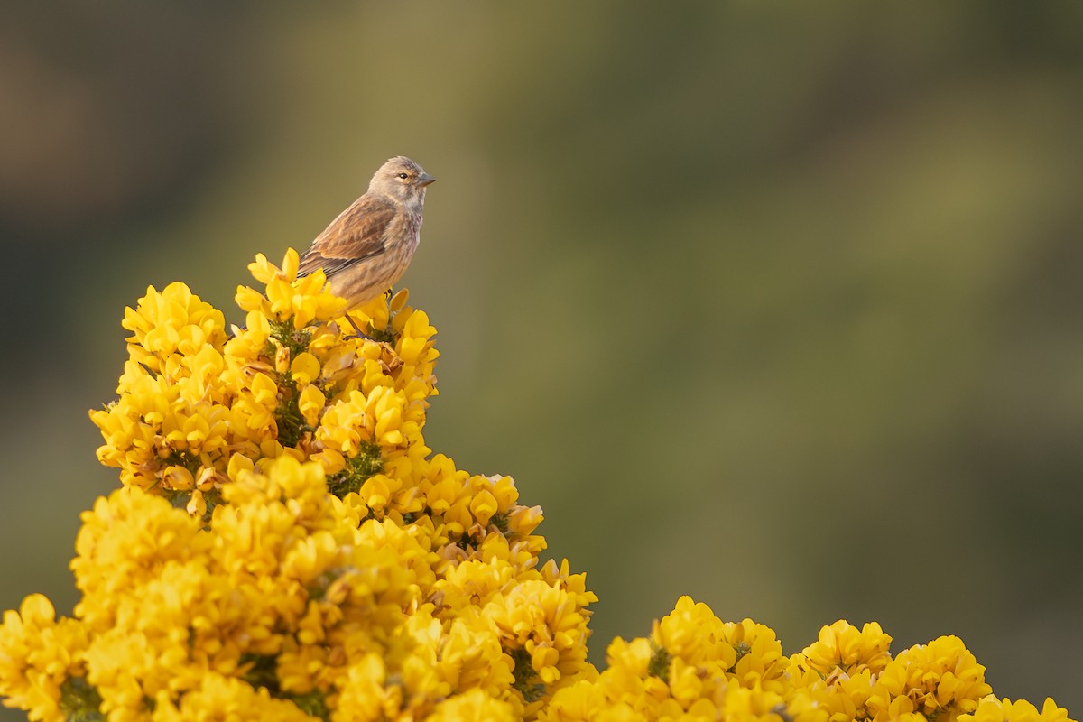 תפוחית מצויה - ML646985635