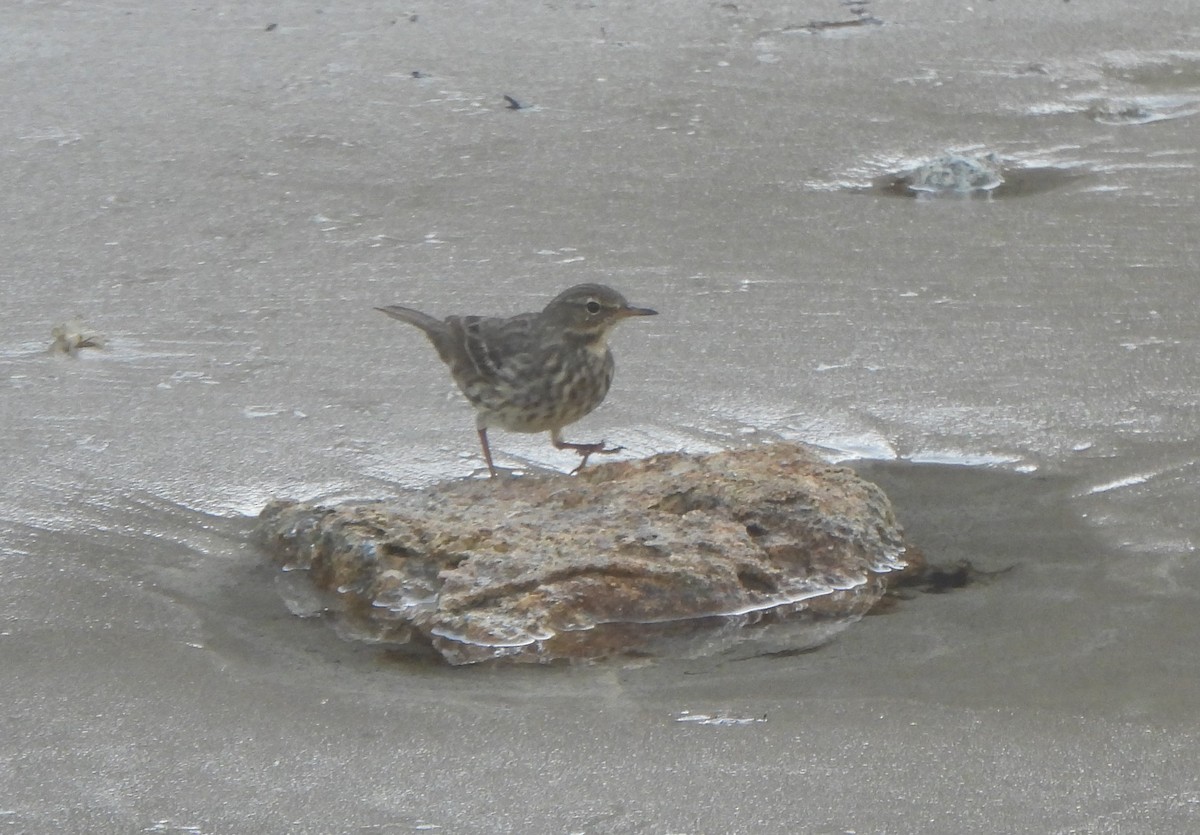 Скальный конёк - ML646985636