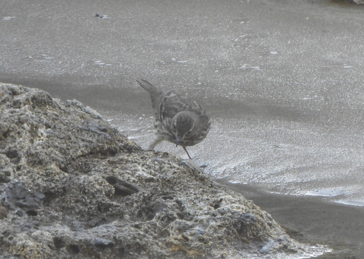 Скальный конёк - ML646985637