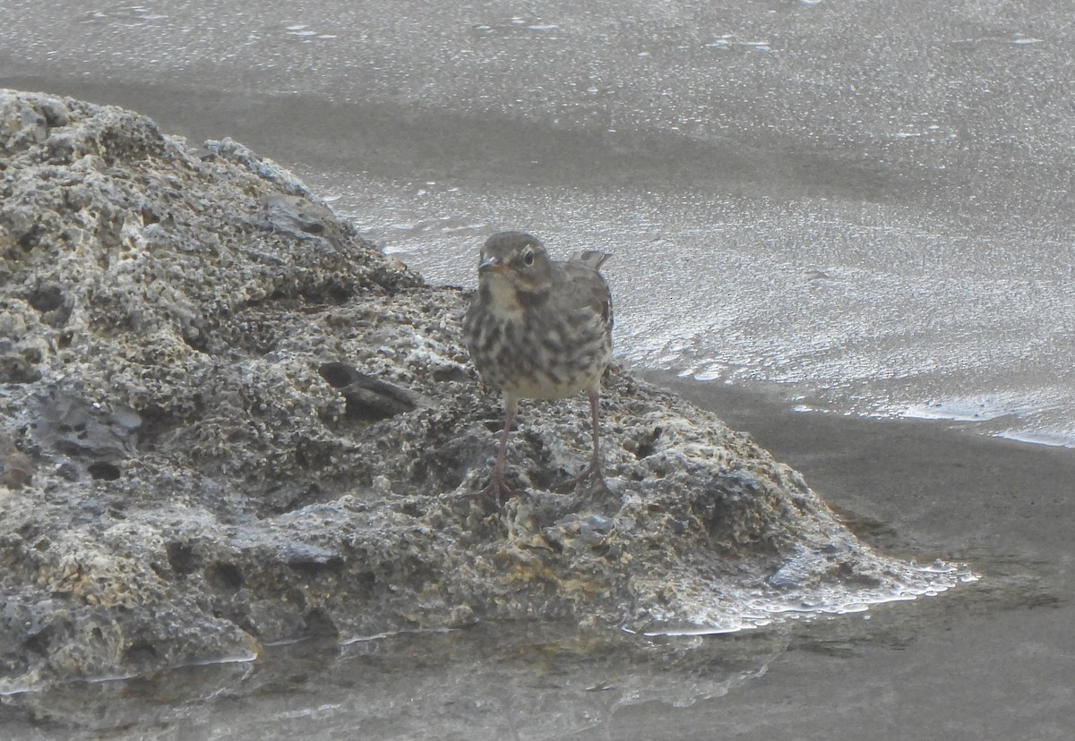 Скальный конёк - ML646985638