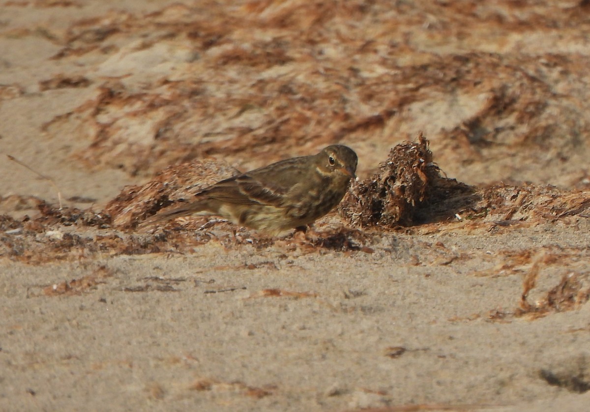 Скальный конёк - ML646985639