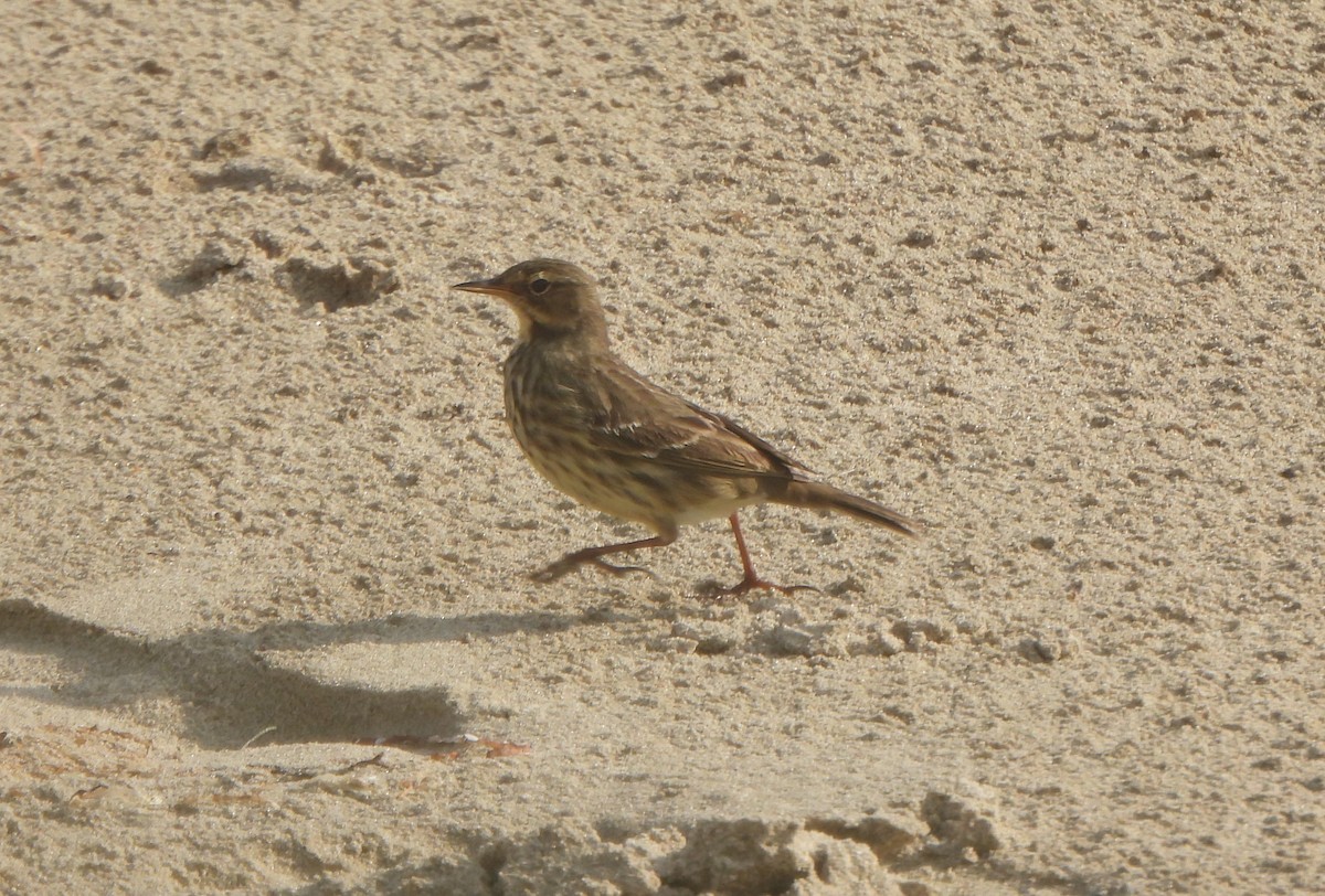 Скальный конёк - ML646985640