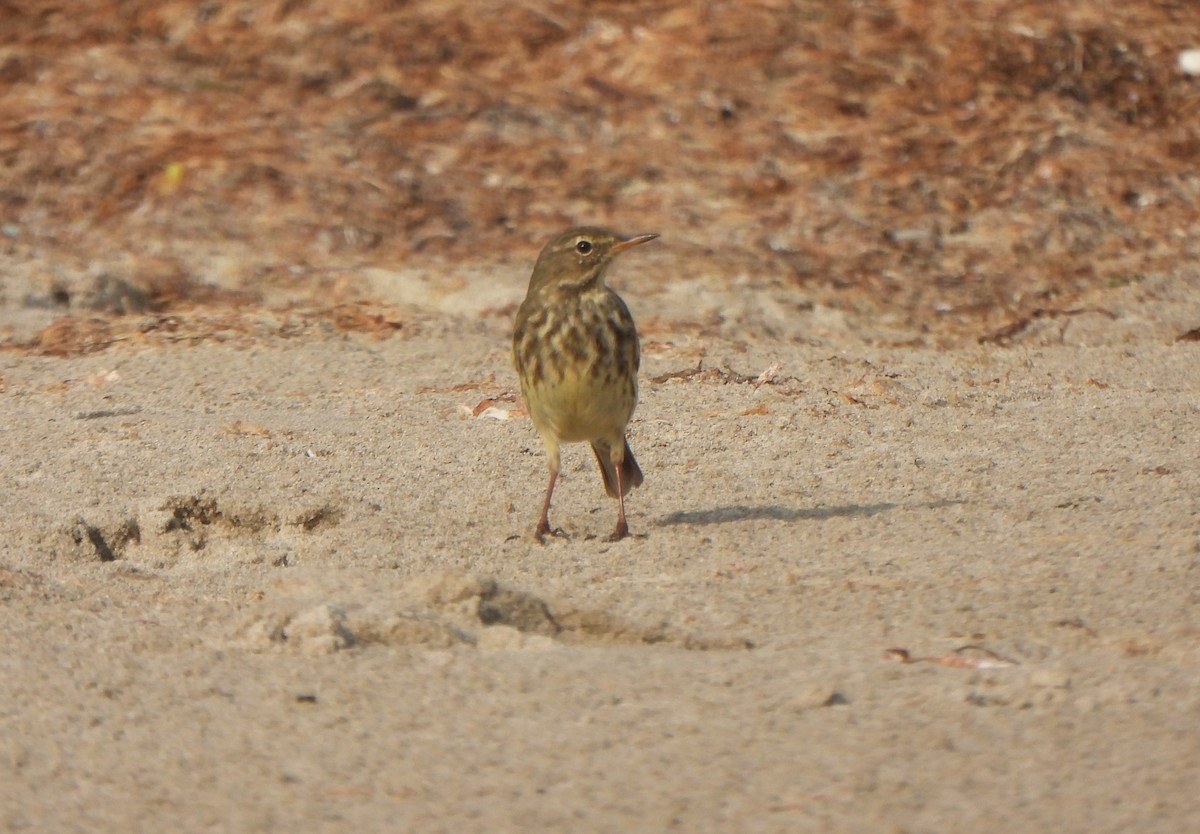 Скальный конёк - ML646985641