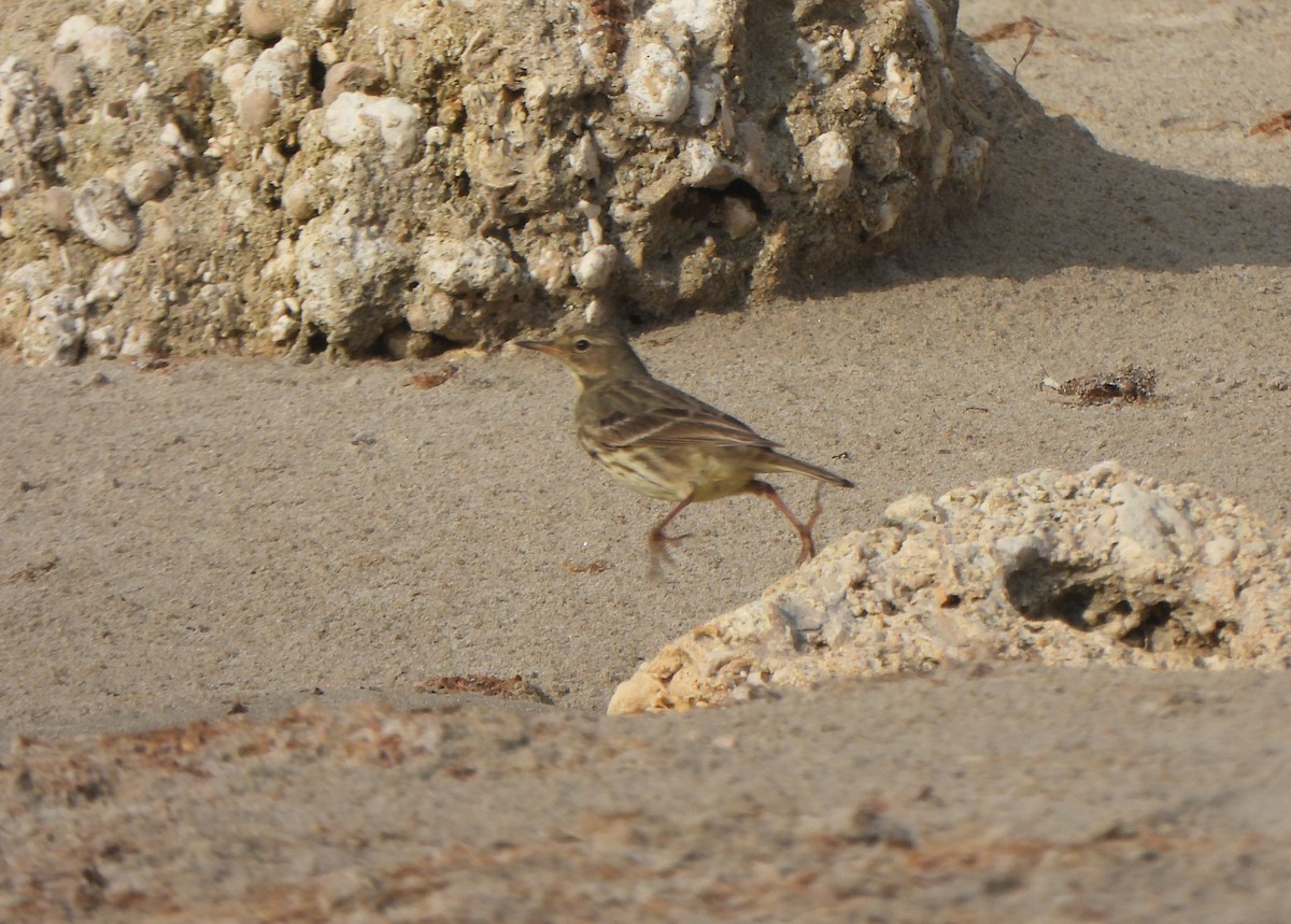 Скальный конёк - ML646985642